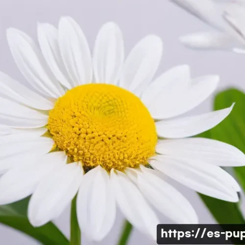 퍼피구조대 라이센스 상품 관련 이미지 1