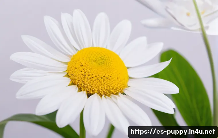 퍼피구조대 라이센스 상품 관련 이미지 1